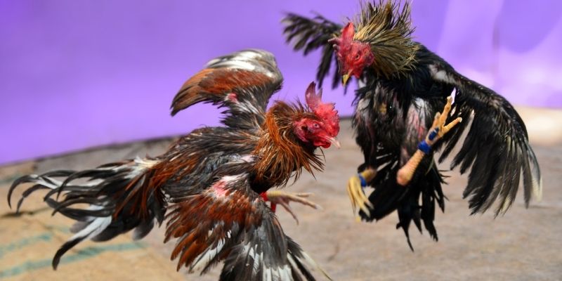 kuvip bet nổ hũ tiếng anh là gì