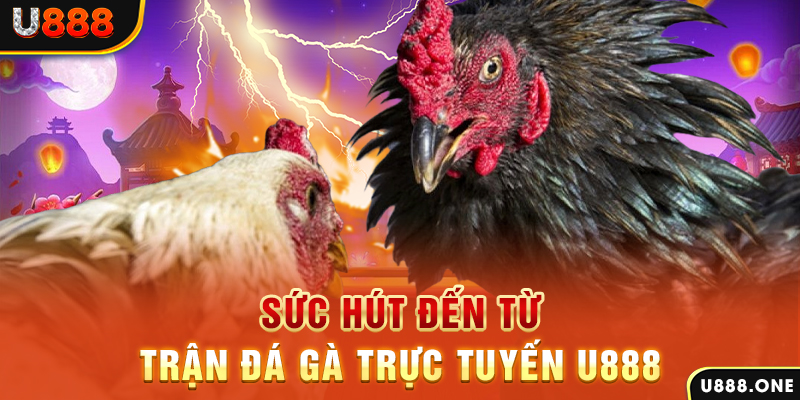 kuvip bet hòn gà chọi