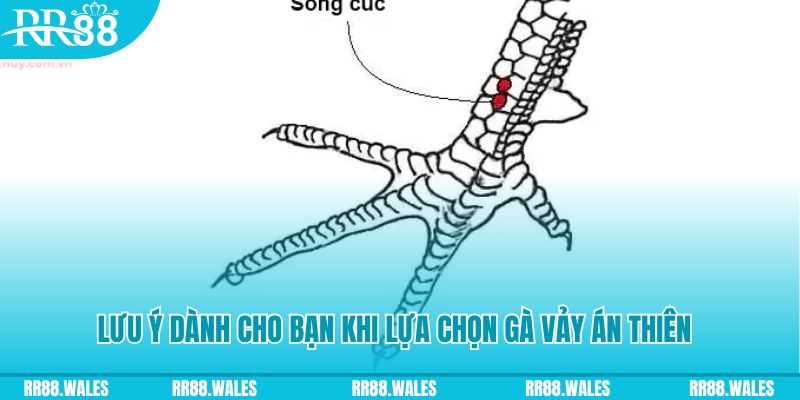 kuvip bet how to play roulette at casino