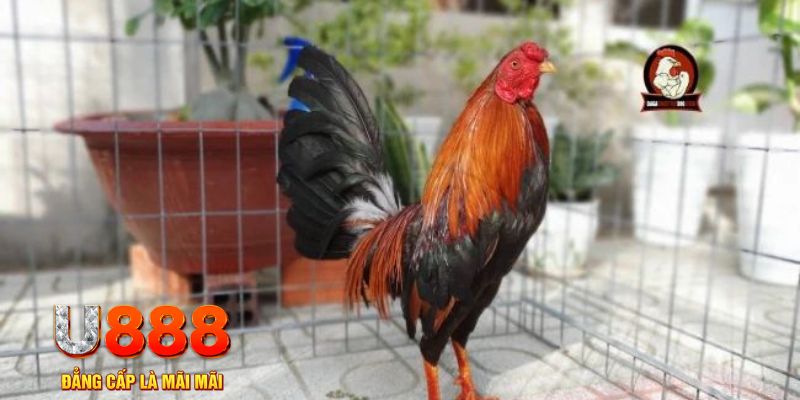 kuvip bet nổ hũ chơi như thế nào