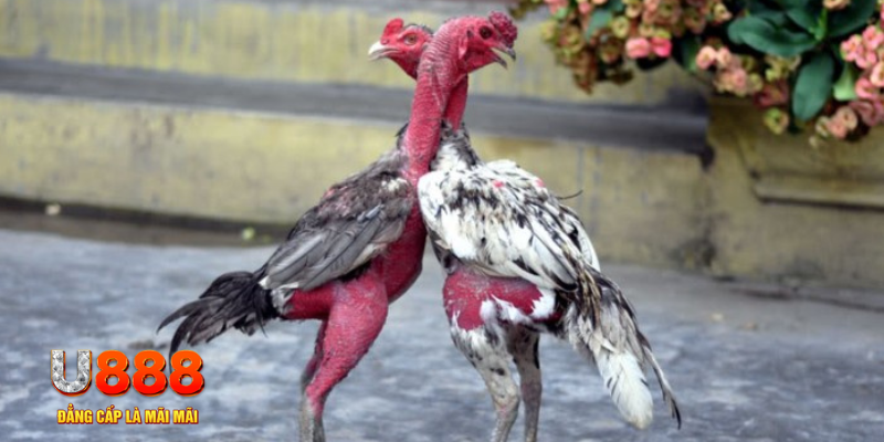 kuvip bet bàn cầu điểm số tay trước trong baccarat là gì