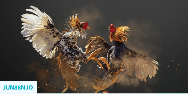 kuvip bet đăng nhập sòng bạc miễn phí