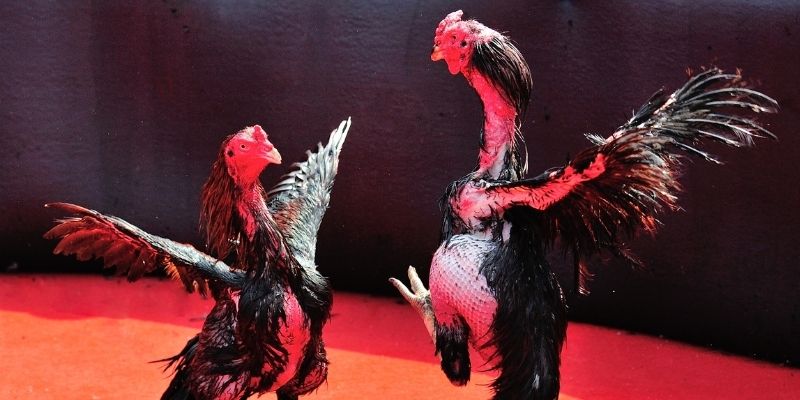 kuvip bet Spribe Điện Tử